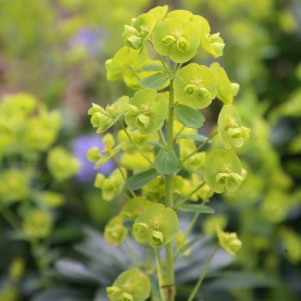 Mliečnik mandľovitý k9  Euphorbia amigdaloides