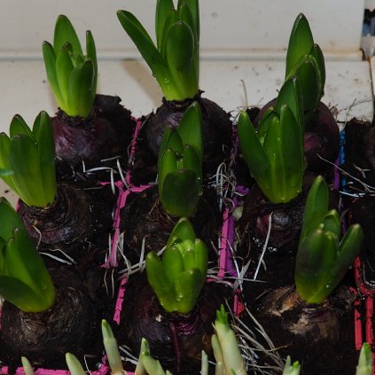 Hyacint K9 zlty  Hyacinth