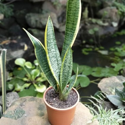 Sanseveria (svokrin jazyk)  Sanseveria cylid