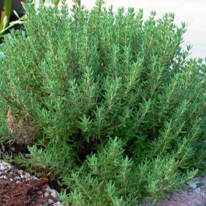 Bylinky tymián mix  Thymus kultivars