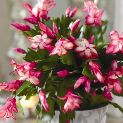 Vianočný kaktus  Schlumbergera