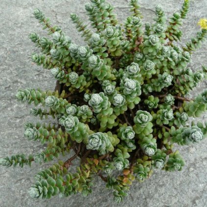 Rozchodník, v črepníku C1  Sedum