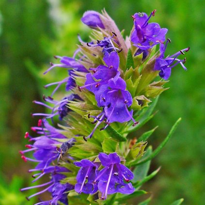 Bylinky Yzop lekársky k9  Hyssopus officinalis