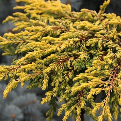 Borievka obyčajná Goldschatz 2l  Juniperus communis Goldschat