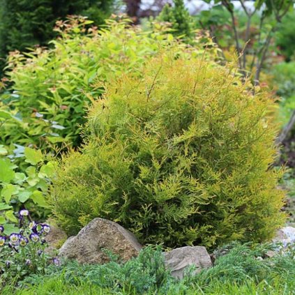 Tuja západná rheingold 20/25cm, 2l  Thuja occidentalis rheingold