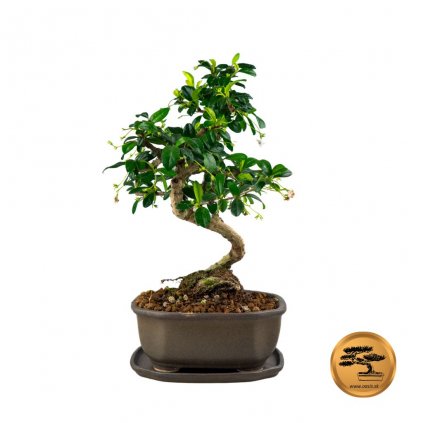 Bonsai Fuky 1