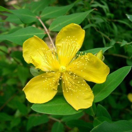 Ľubovník 2l  hypericum