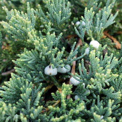 Borievka rozprestretá Wiltonii 20/25  Juniperus horizontalis Wiltonii