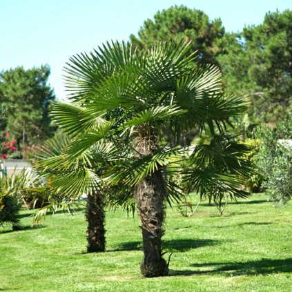 Palma vysoká 160/180  Chamaerops excelsa 160/180