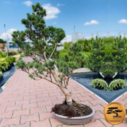 Bonsaj borovica modrá  Bonsai Pinus