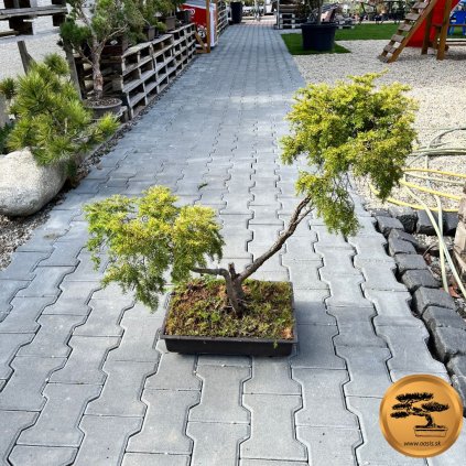 Bonsaj Tis obyčajný  Bonsai Taxus baccata