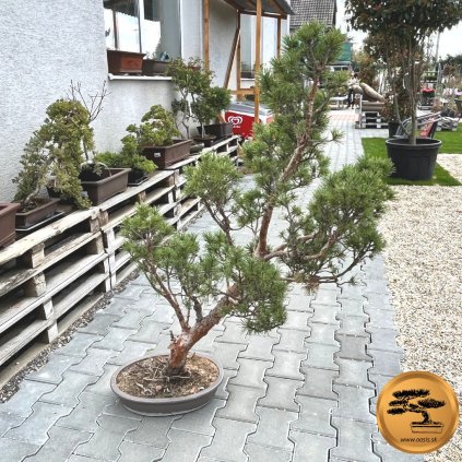 Bonsaj cypruštek  Bonsai chamaecyparis