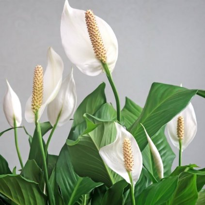 Lopatkovec Chopin 20/35cm  Spathiphyllum