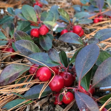 Gaultéria  Gaultheria procumb