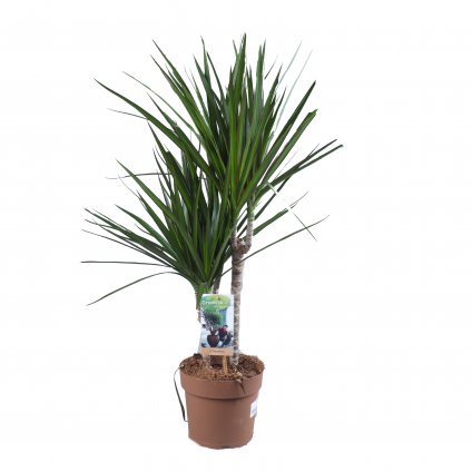 Dracéna  Dracaena