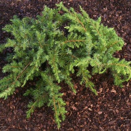 Borievka pobrežná Schlager 5l, 1/4kmeň  Juniperus conferta Schlager