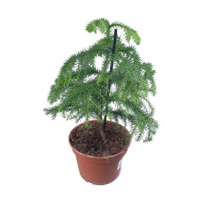 Araukária štíhla  Araucaria Heterophyl