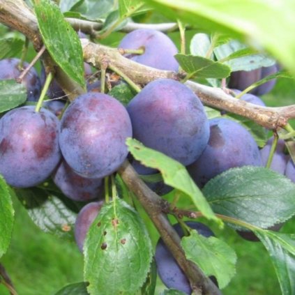 Slivka Čačanská Lepotica stredne skorá, voľnokorenná  Prunus domestica Lepotica