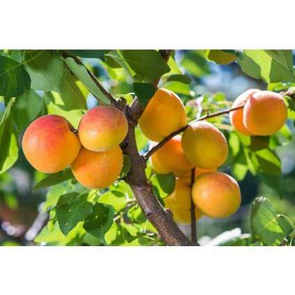 Marhuľa Maďarská stredne skorá, voľnokor.  Prunus armeniaca 'Maďarská'