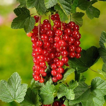 Ríbezľa Jonkheer Van Teets ker červená, voľnokorenná  Ribes rubrum 'Jonkher van Teets'