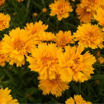 Trvalka Krásnoočko C1  Trvalka Coreopsis grandiflora