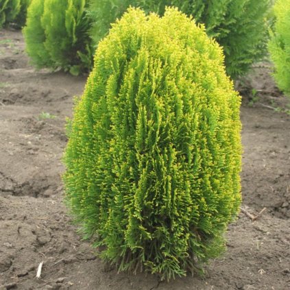 Tuja východná Aurea Nana 20/25  Thuja orientalis Aurea nana 20/25