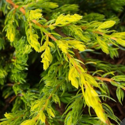 Borievka Pingii Hulsdonk Yellow 20/25  Juniperus Pingii Hulsdonk Yellow 20/25