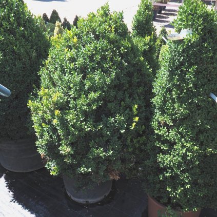 Krušpán vždyzelený cono  Buxus sempervirens cono