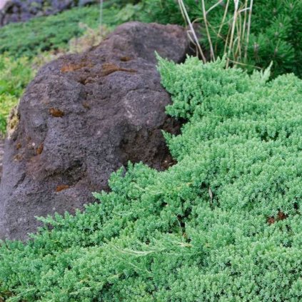 Borievka poliehavá nana 20/30 2l  Juniperus procumbens Nana