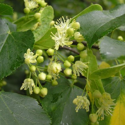 Lipa malolistá 2m+  Tilia cordata