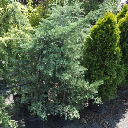 Borievka virginská Hetz  Juniperus virginiana Hetz