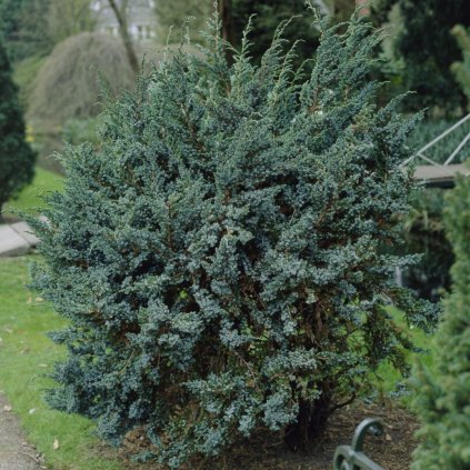 Borievka šupinatá  Mayeri 20/25  Juniperus squamata Mayeri 20/25 P17