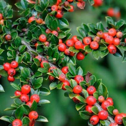 Skalník vyvezovaný 2l  Cotoneaster vyvezovaný 2l