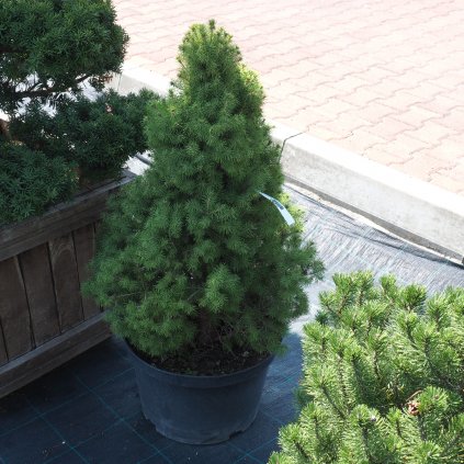 Smrek biely conica 60/80  Picea glauca conica 60/80