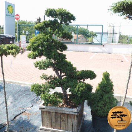 Tis Cuspidata - Bonsaj 150/175  Taxus Cuspidata - Bonsai 150/175