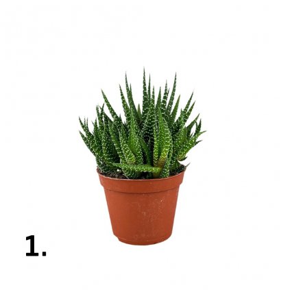 Tučnolist mix  Crassula