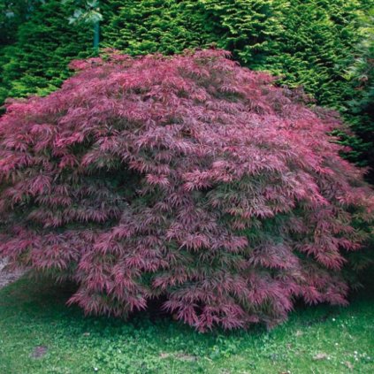 Javor dlaňolistý Garnet 40/60cm  Acer palmatum Garnet