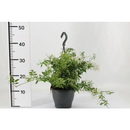 Jazmín mnohokvetý 45-50cm  Jasminum polyanthum