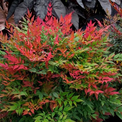 Nandina cultivars 25+cm  C2  Nandina in cultivars 25+cm  C2