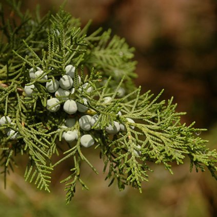 Borievka čínska Keteleeri 80cm vyvezovaná  Juniperus chin. Keteleeri 80 cm
