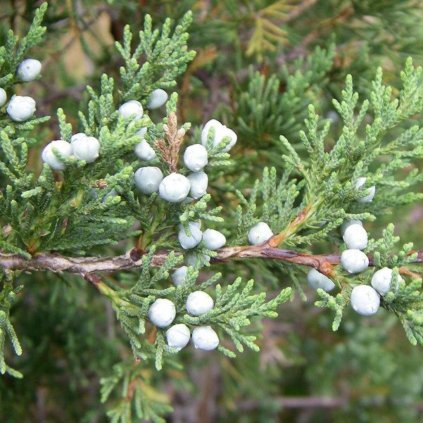 Borievka virginská Glauca 80cm vyvezovaná  Juniperus virginiana Glauca 80cm