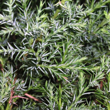 Borievka virginská Monarch 80cm vyvezovaná  Juniperus virginiana Monarch 80cm