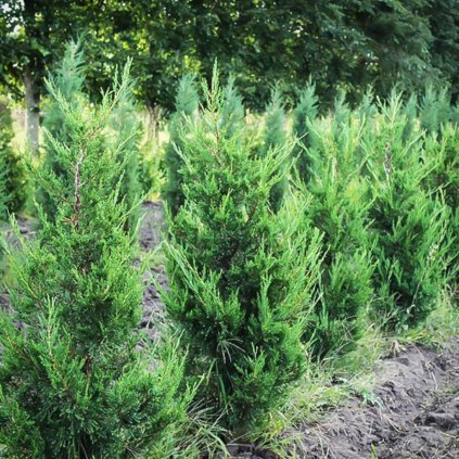 Borievka virginská Canaertii 80cm vyvezovaná  Juniperus virginiana Canaertii 80cm