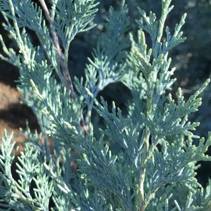 Borievka skalná Wichita Blue 80cm vyvezovaná  Juniperus scopulorum Wichita Blue 80cm