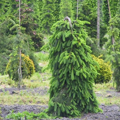 Smrek obyčajný previsnutý 100/125  Picea Abies Inversa