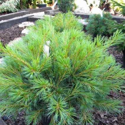 Borovica hladká Minima 25/30cm, 3l  Pinus strobus Minima