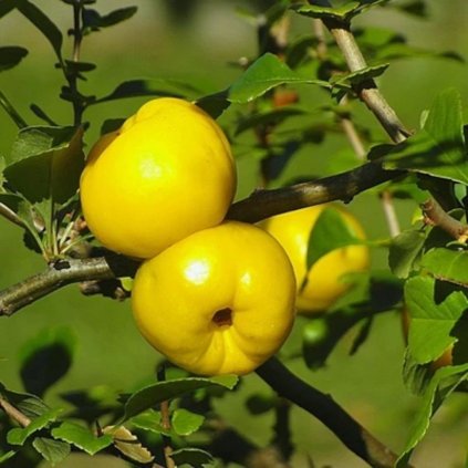 Dulovec jaaponský SARGENTII  Chaenomeles japonica sargentii