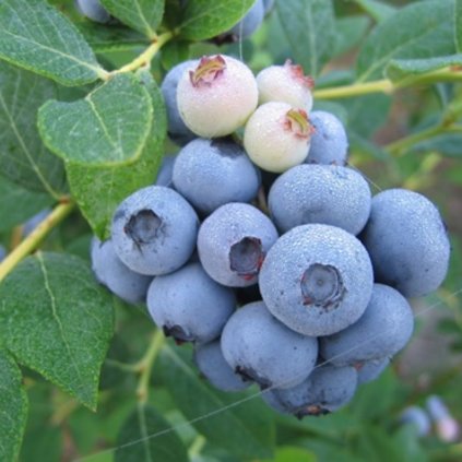 Čučoriedka DUKE 1,5l  Vaccinium Duke