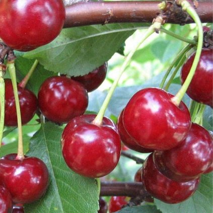 Višňa Erdi Botermo stredne skorá samoopel., kont.  Prunus cerarus 'Erdi Botermo'