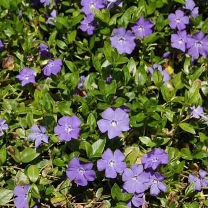 Vinca cultivars 10/20